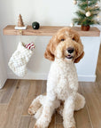 Dog sitting on a wooden floor with a Christmas stocking and small tree in the background.