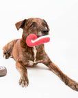 Tinned Octopus Nosework Toy