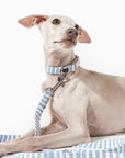 Dog wears B de Bruno Stripe Canvas Leash and Collar summer vibes