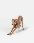 dog with B de Bruno Yellow Canvas Collar