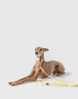 dog with B de Bruno Canvas Collar Leash Summer Vibes