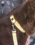 B de Bruno details yellow striped canvas collar