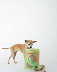 Dog looking at single-ingredient Treat Winnie Lou Bison Tendon Chew on white background