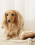 Lambwolf Collective Eclair enrichment dog toy with longhair dog