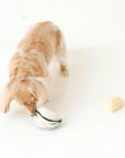 dog playing with Lambwolf Collective oyster lemon plush toy