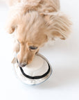 dog play with Lambwolf Collective oyster plush toy