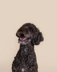 Eco First-Aid Kit for Pets
