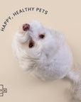 On-The-Go Travel Bandage Kit for Pets