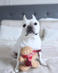 White dog with a red scarf holding a gingerbread man on a bed