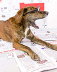 Newspaper Nosework Toy