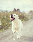 Meaty Bubbles – pet-safe, meat-flavored edible bubbles made with non-toxic, vegan‑friendly, gluten‑free ingredients; a 150 ml bottle of irresistible scented bubbles that dogs love to chase, lick, and pop.