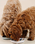 2 golden doodle lick food from silicone slow feeder from pupwell happy feeling lick mat
