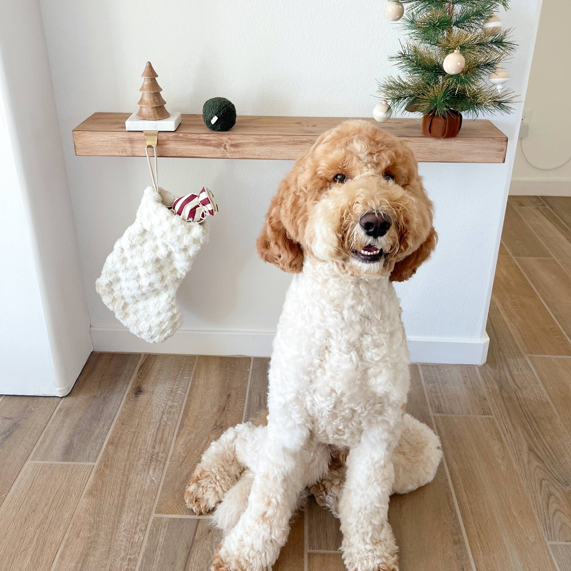 Dog sitting on a wooden floor with a Christmas stocking and small tree in the background.