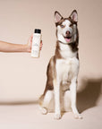 Goldie - Healthy Coat Shampoo