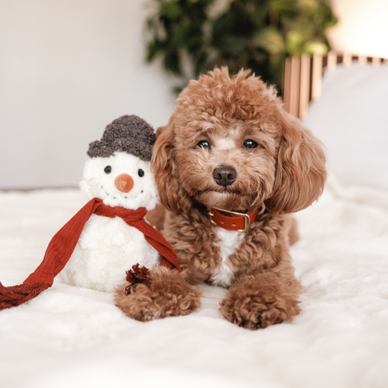 Brown dog sitting next to a small snowman on a white surface.