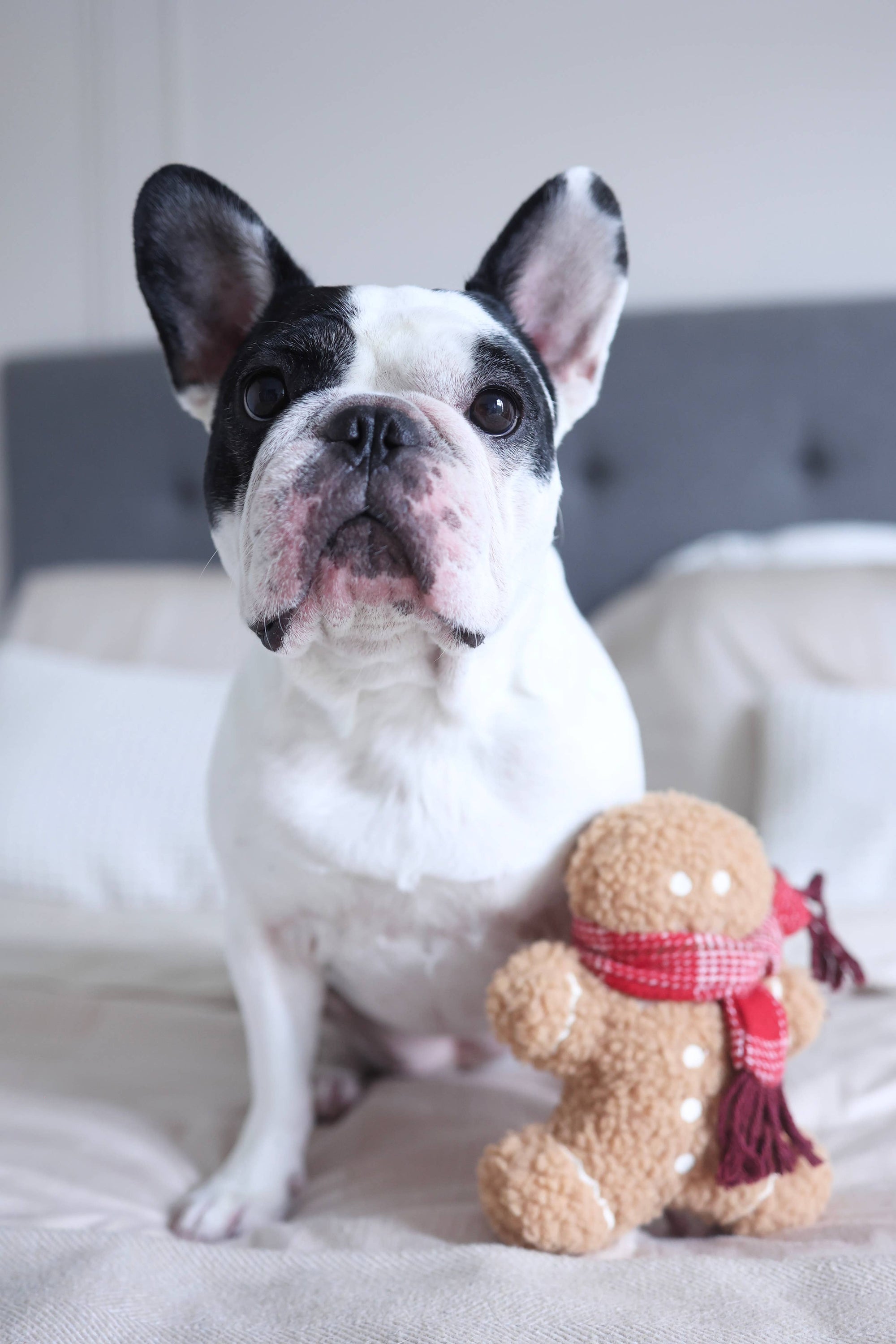 Dog sitting on a bed with a gingerbread man toy wearing a red scarf.