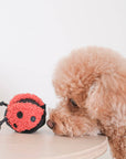 Ladybug Pop Enrichment Toy