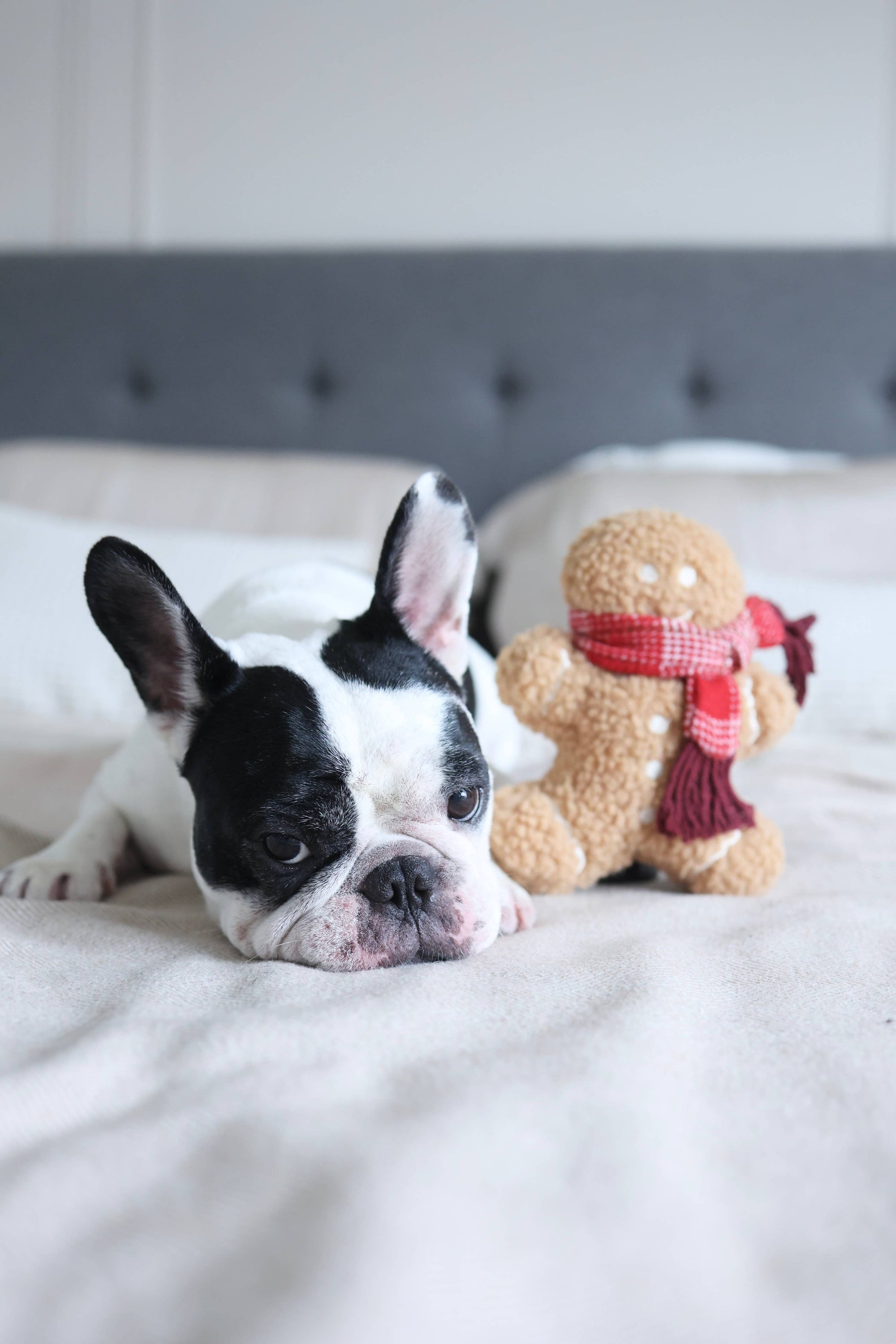 Dog lying on a bed next to a ginger man wearing a scarf