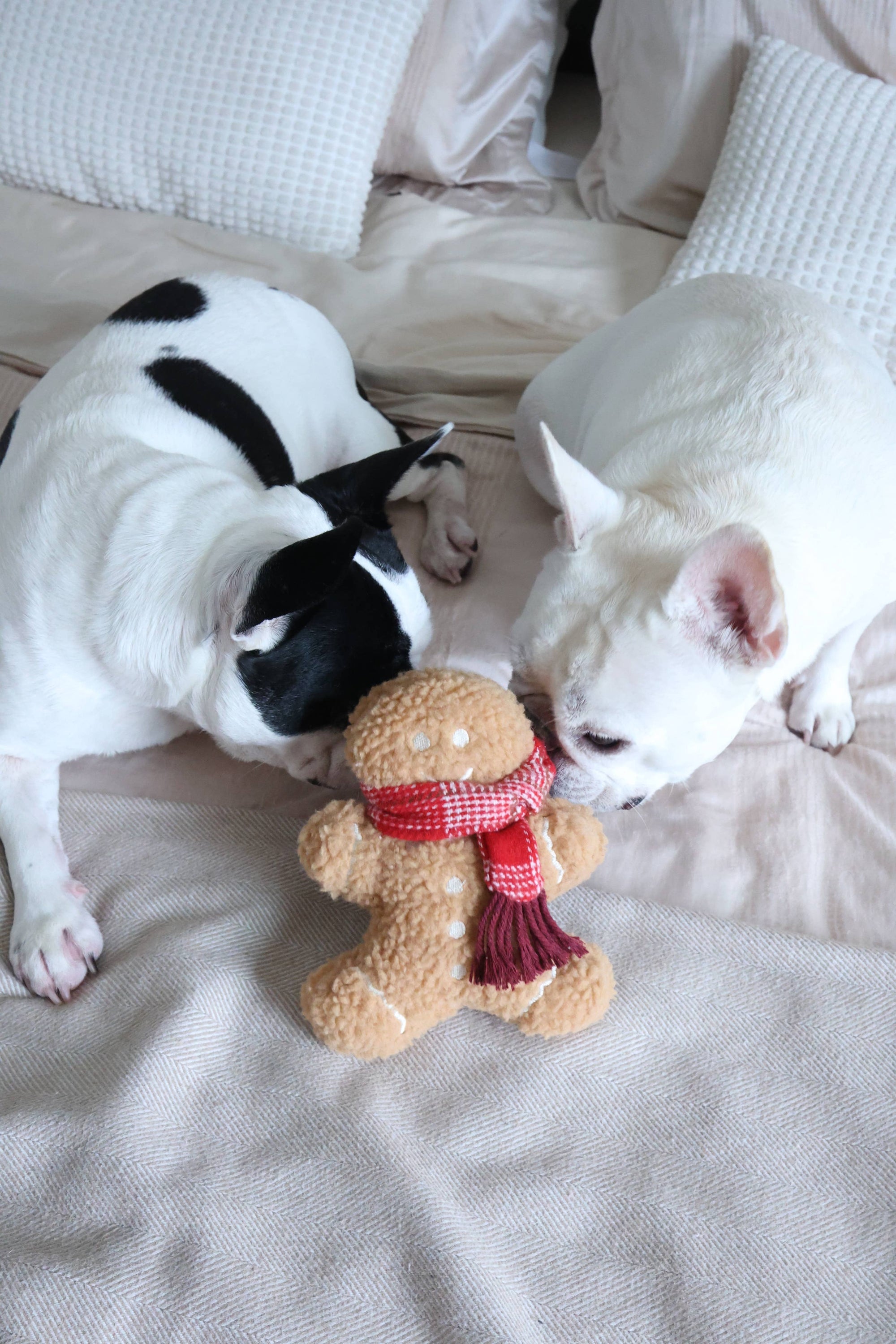 Two dogs playing with a ginger man toy on a bed