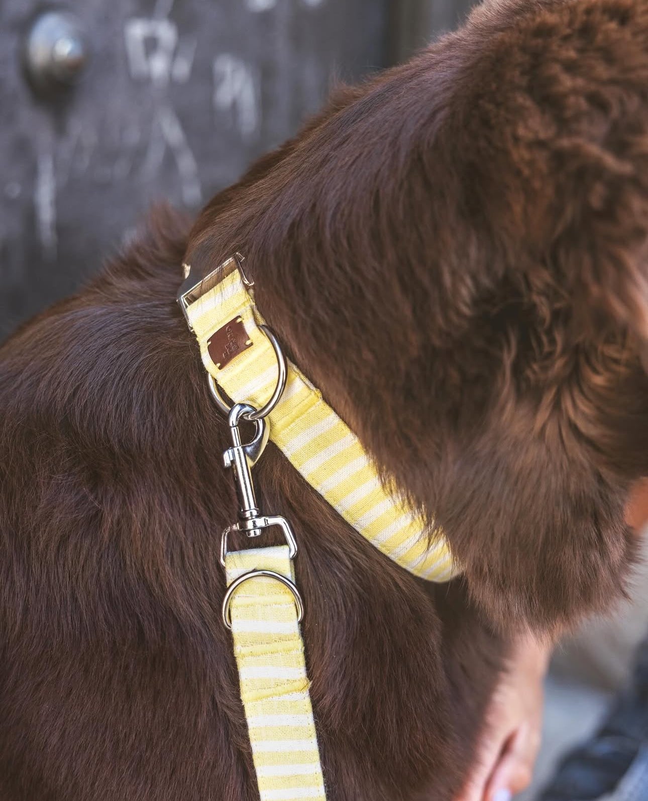 B de Bruno details yellow striped canvas collar