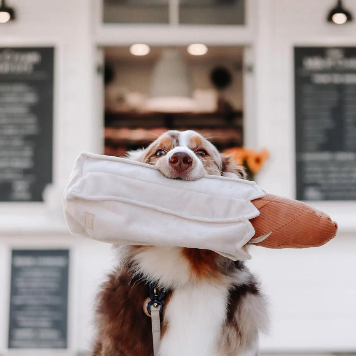 dog holds Lambwolf Collective Baguette nose work plush toy 