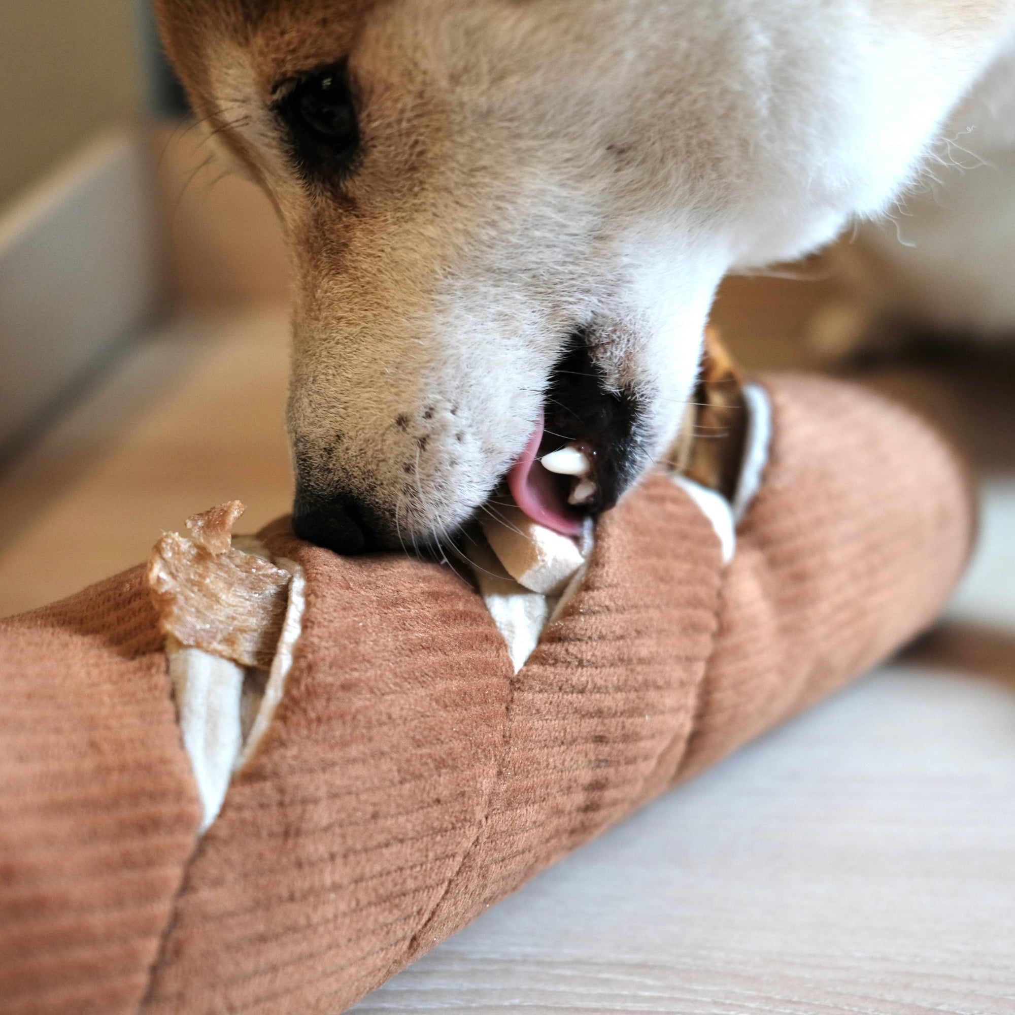 dog eat treat in Lambwolf Collective Baguette plush nose work toy for dog