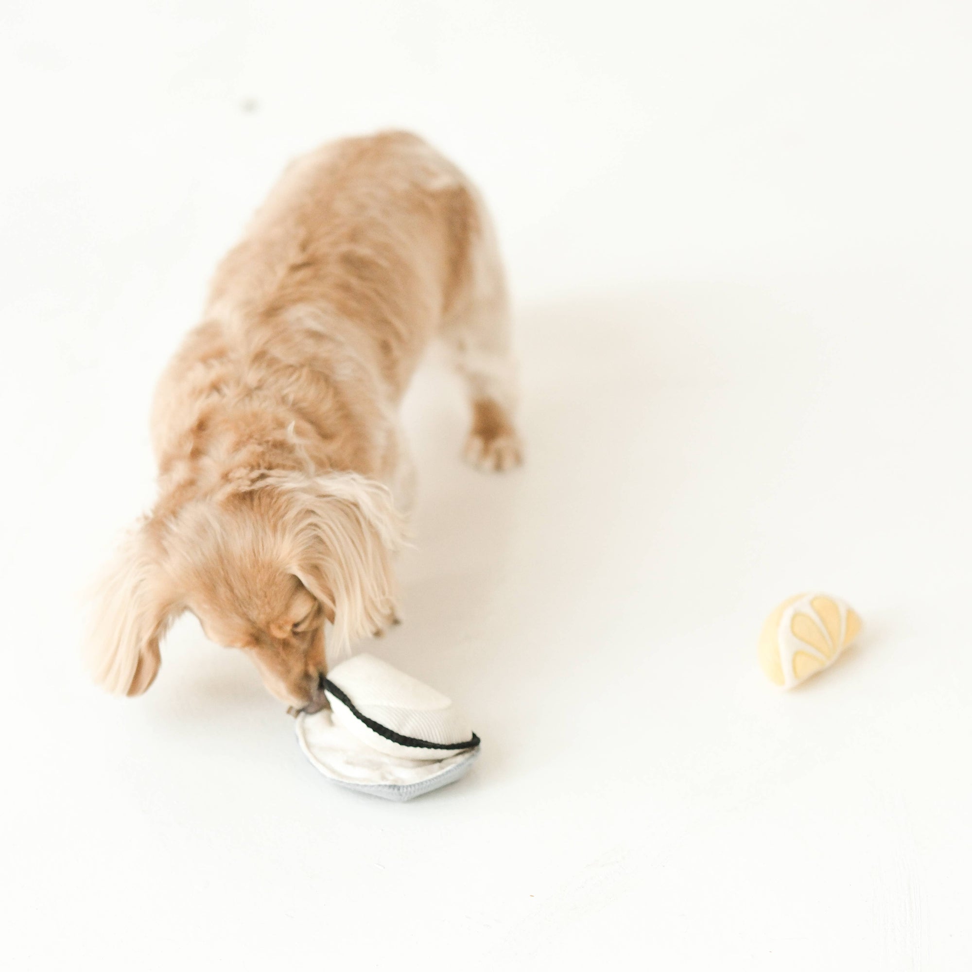 dog playing with Lambwolf Collective oyster lemon plush toy
