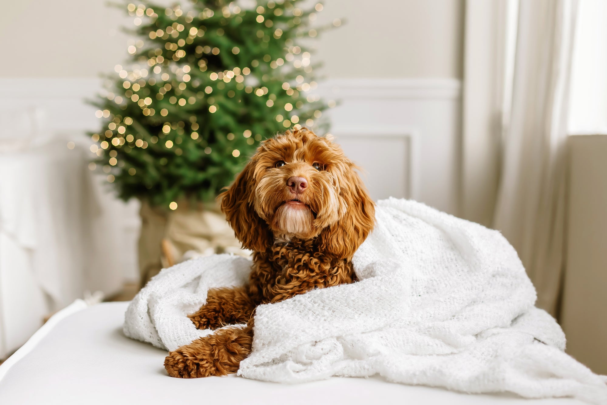 red cavapoo dog on white couch and Christmas tree 