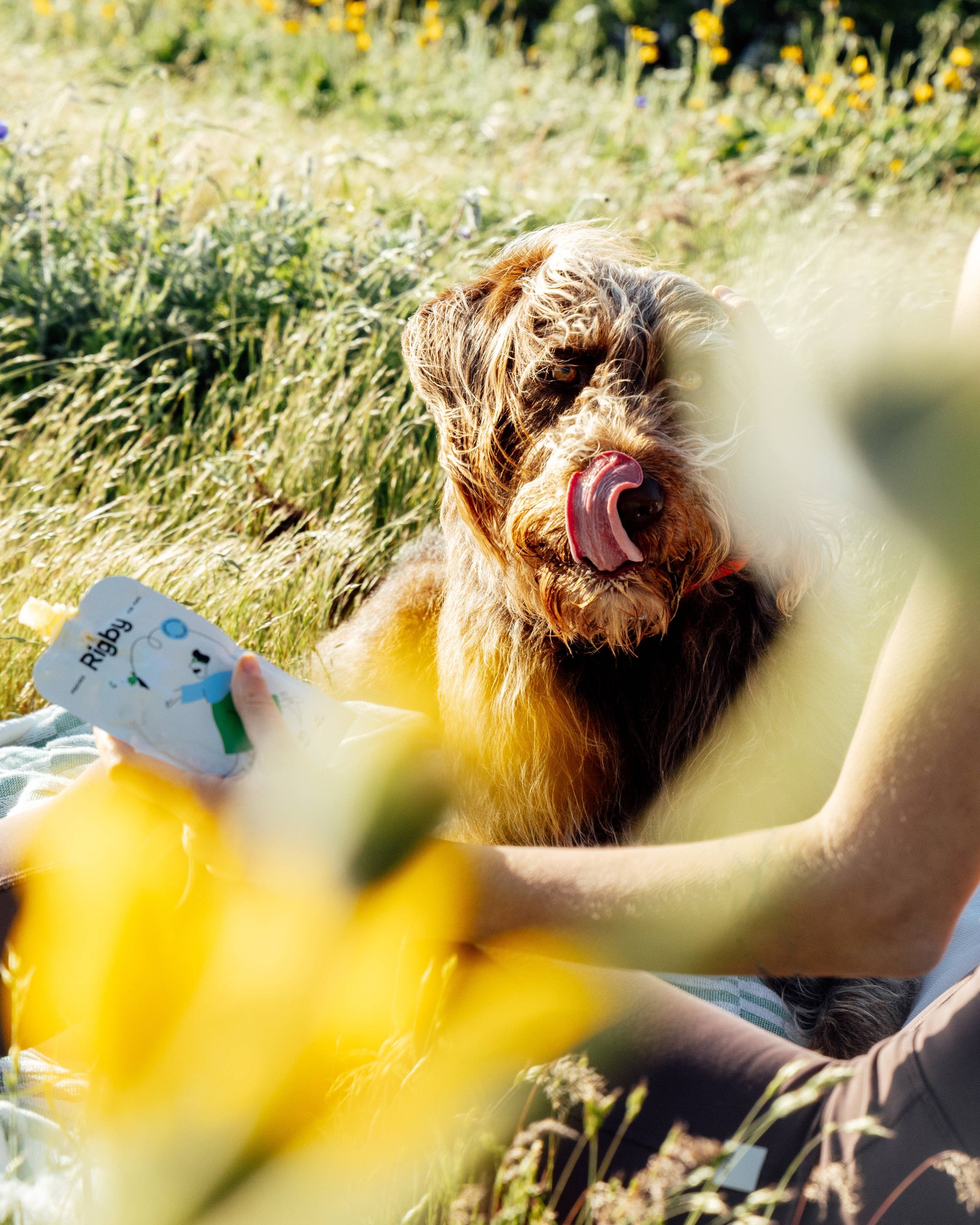 Dog lying on a person's lap in a grassy field with a pouch of Rigby Chicken dog treat held by the person.