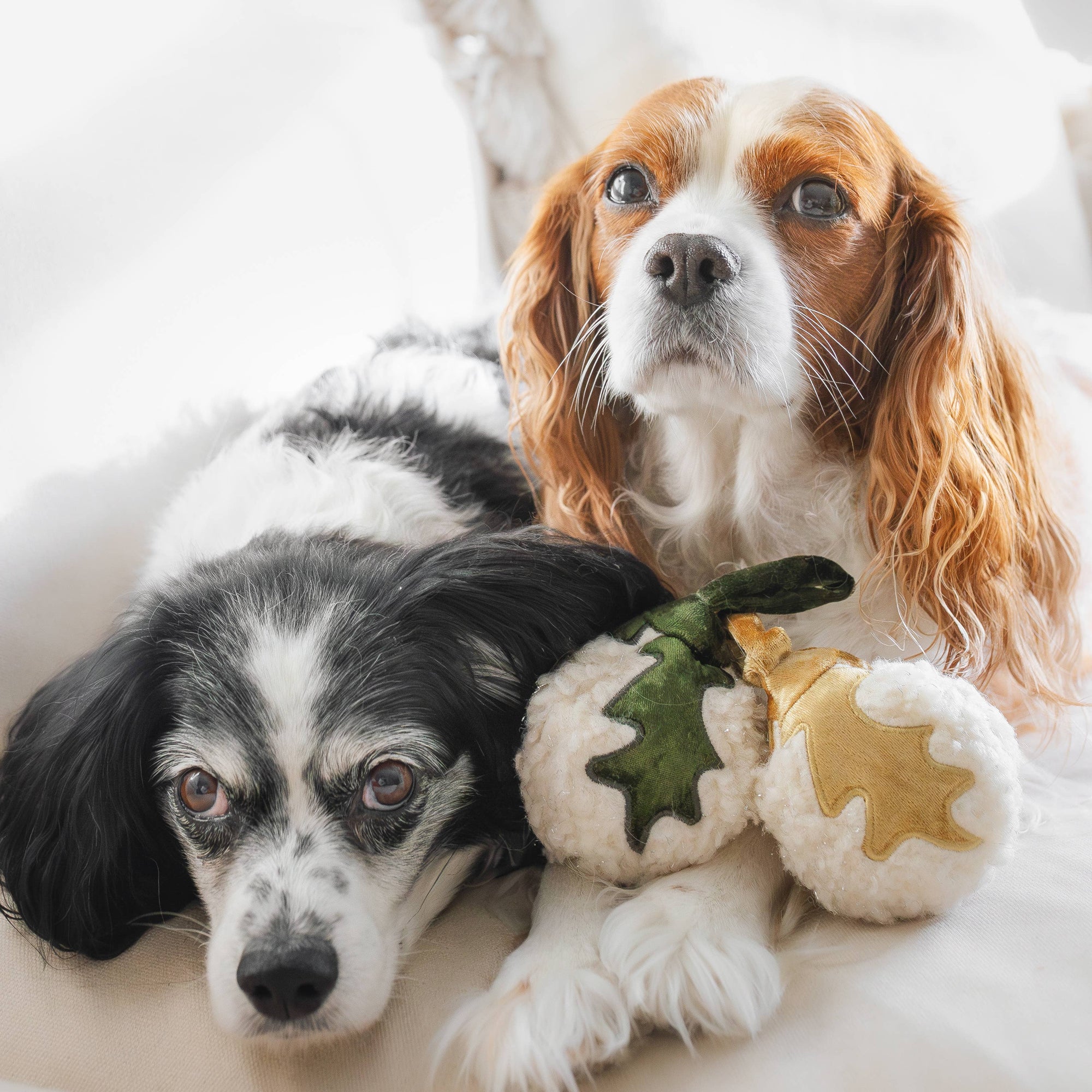 Two dogs with a holiday plush toy on a light background