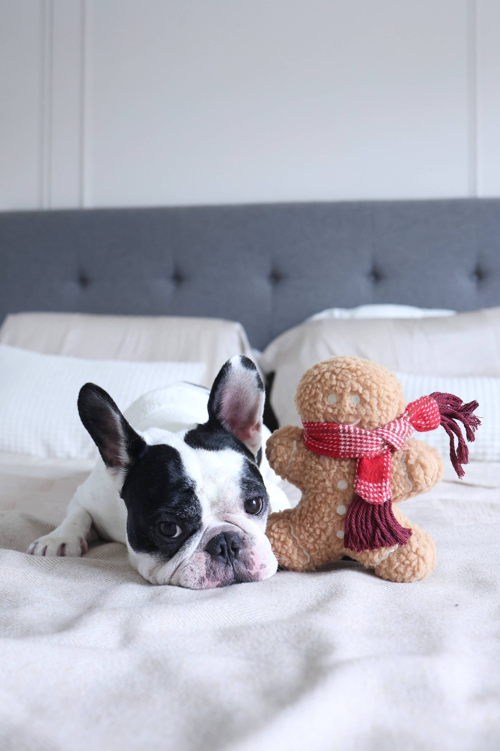 Dog lying on a bed with a ginger man toy wearing a red scarf