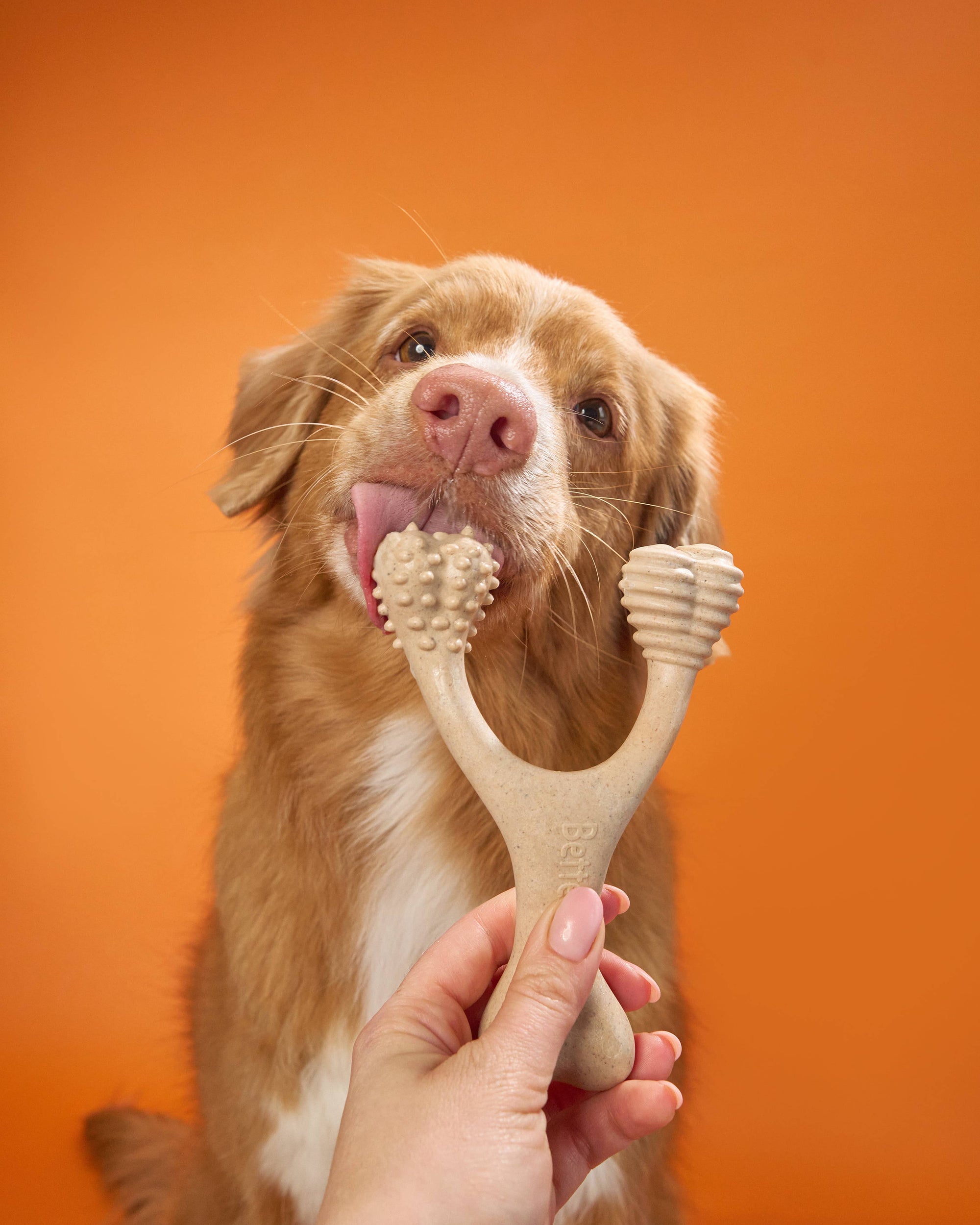 Dog holding a pet toothbrush against an orange background
