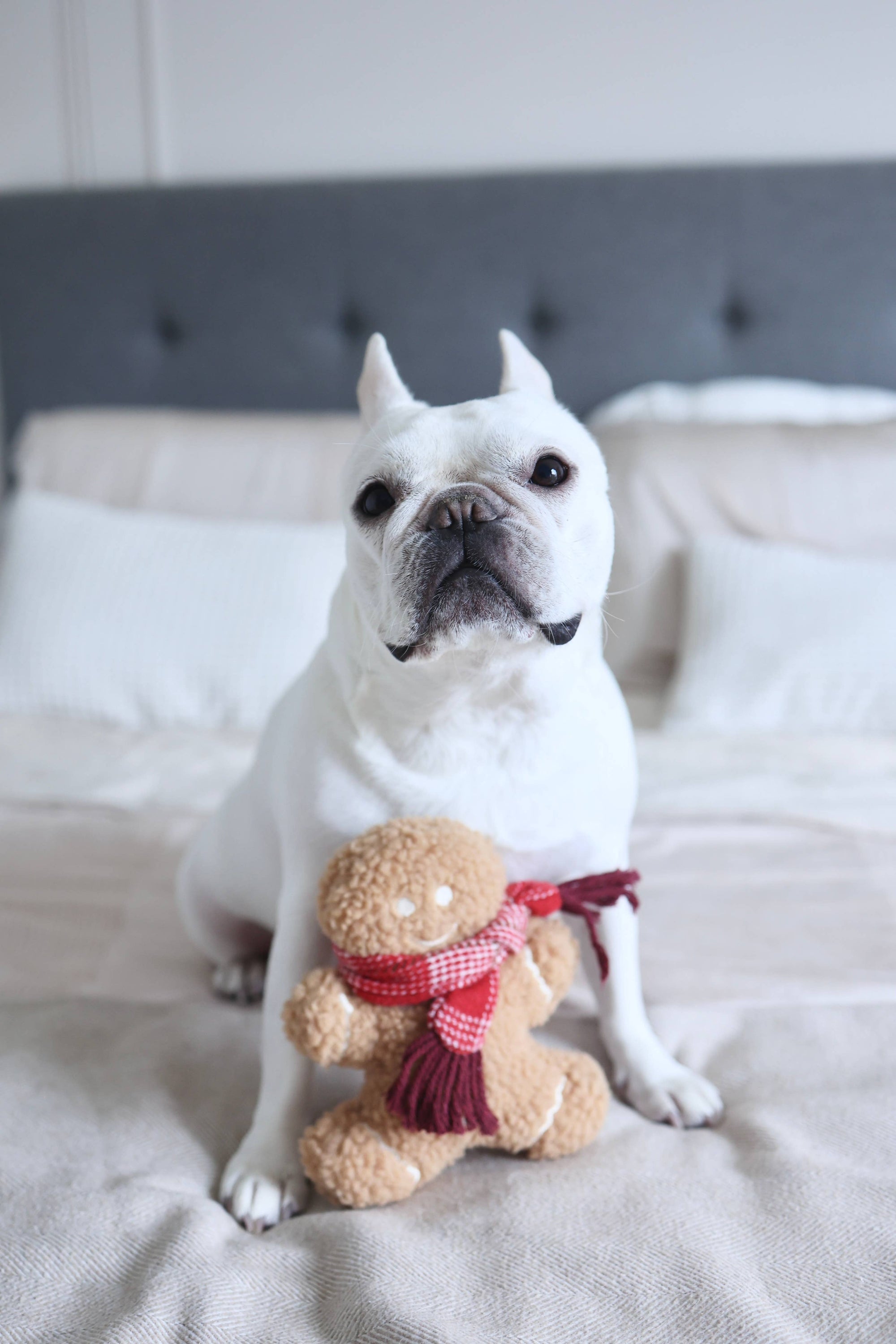 White dog with a red scarf holding a gingerbread man on a bed