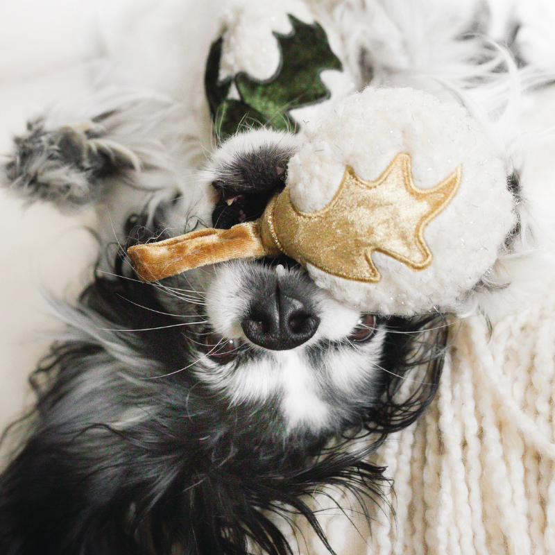 Dog holding a plush toy with a star and bone design in its mouth.