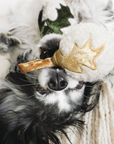 Dog holding a plush toy with a star and bone design in its mouth.