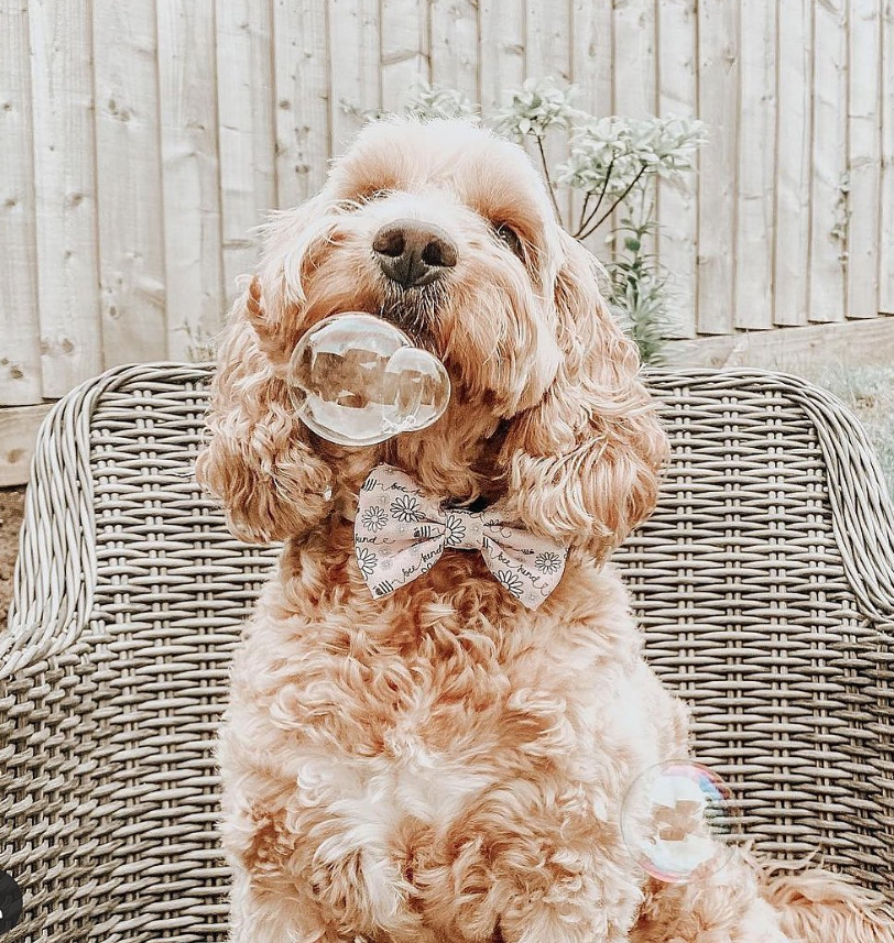Meaty Bubbles – pet-safe, meat-flavored edible bubbles made with non-toxic, vegan‑friendly, gluten‑free ingredients; a 150 ml bottle of irresistible scented bubbles that dogs love to chase, lick, and pop.