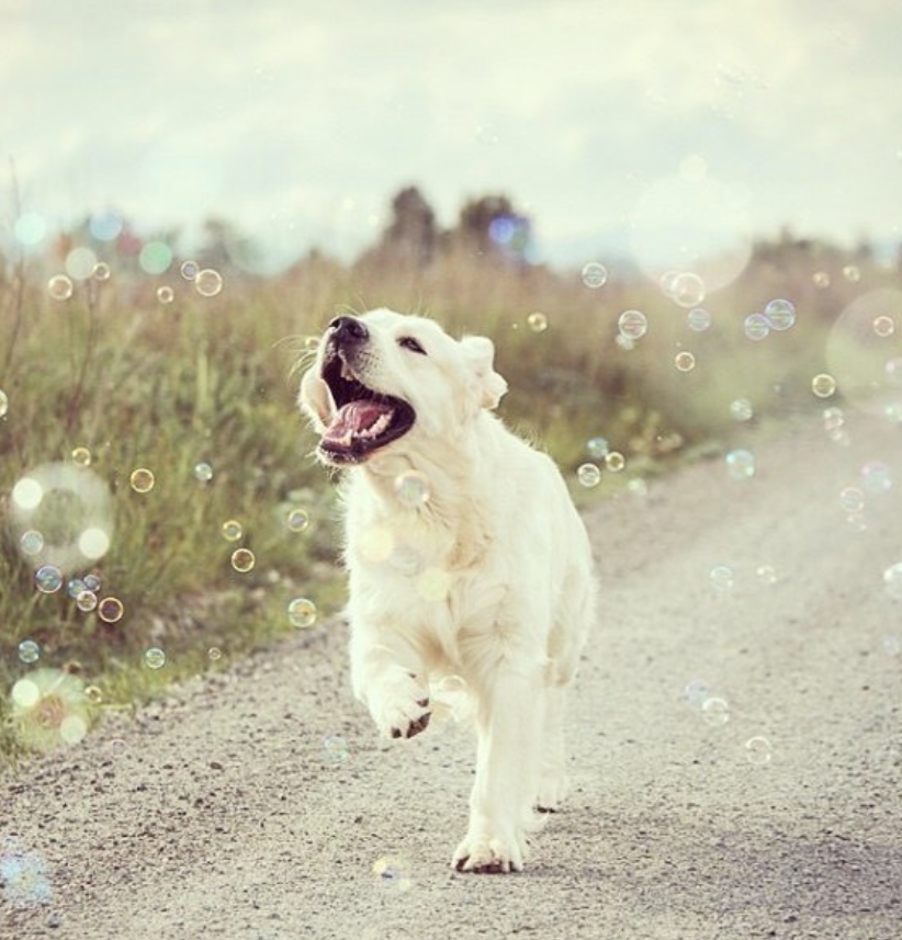 Meaty Bubbles – pet-safe, meat-flavored edible bubbles made with non-toxic, vegan‑friendly, gluten‑free ingredients; a 150 ml bottle of irresistible scented bubbles that dogs love to chase, lick, and pop.