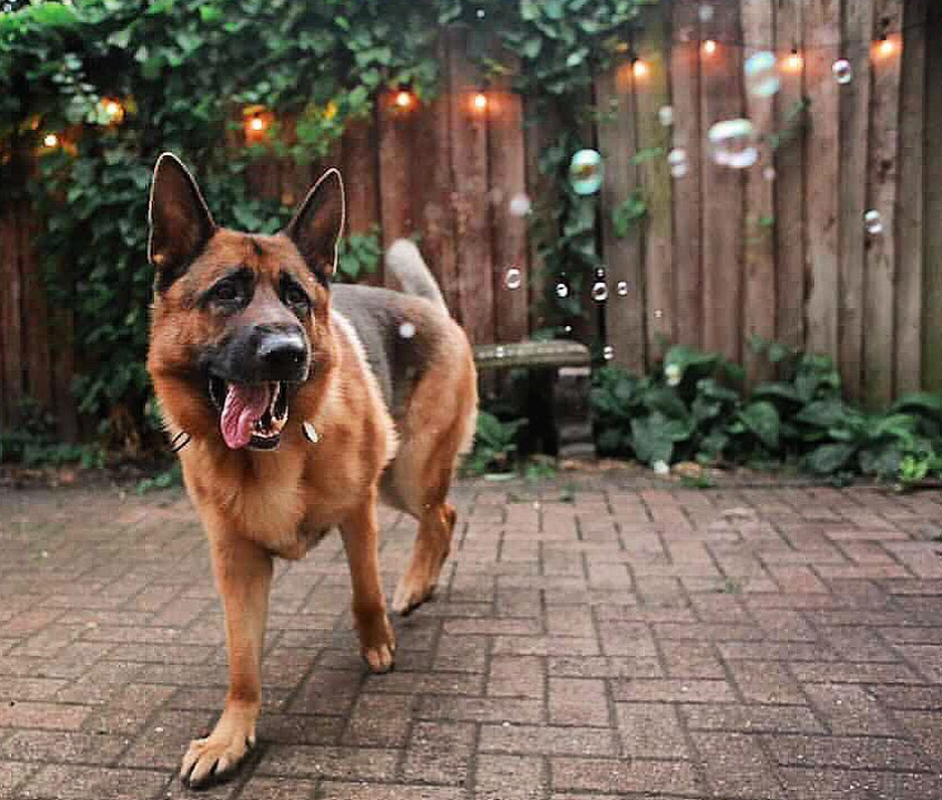 Meaty Bubbles – pet-safe, meat-flavored edible bubbles made with non-toxic, vegan‑friendly, gluten‑free ingredients; a 150 ml bottle of irresistible scented bubbles that dogs love to chase, lick, and pop.