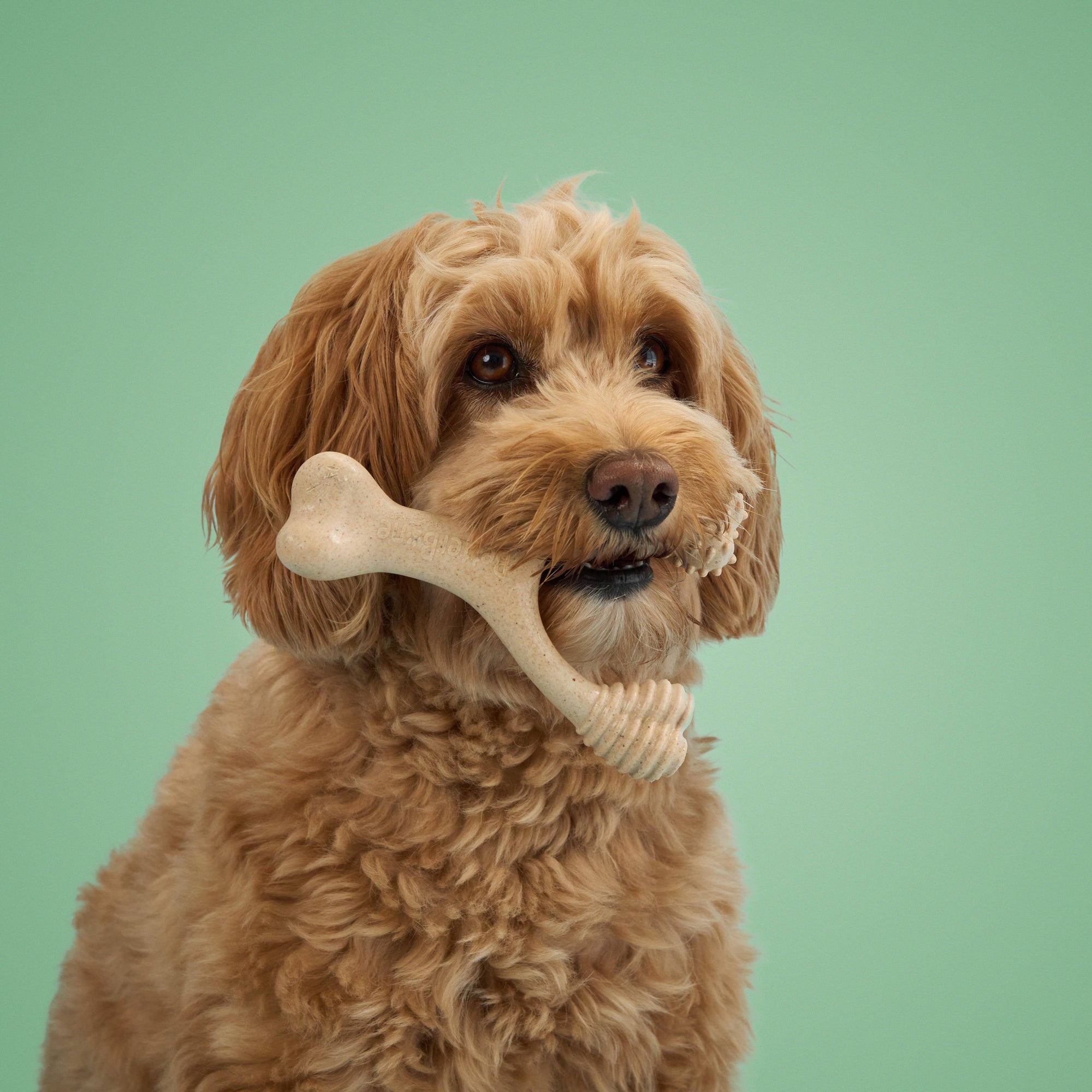 Dog holding a bone-shaped toy in its mouth against a green background