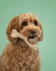 Dog holding a bone-shaped toy in its mouth against a green background