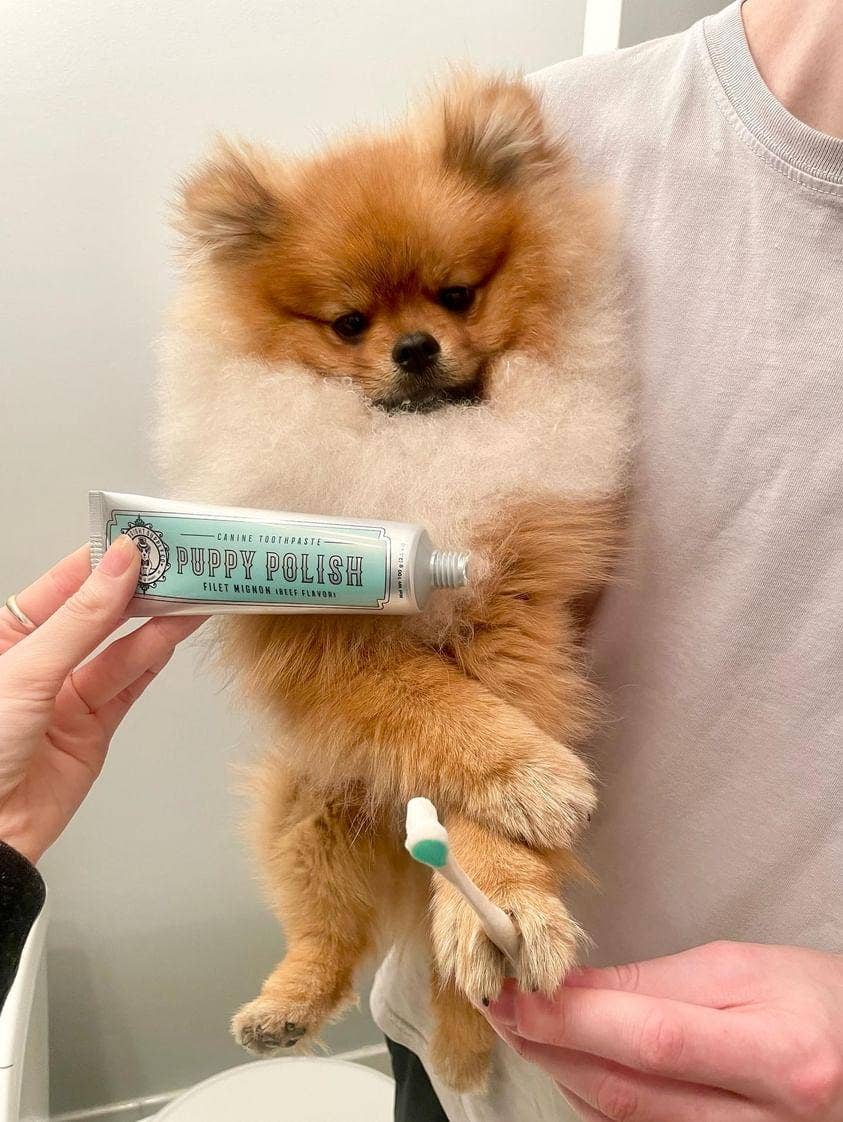 Puppy Polish™ Toothpaste (Filet Mignon Flavor) by Wag & Bright – 100 g of natural dog toothpaste made with baking soda, coconut oil, and beef flavor for fresh breath, plaque-fighting power, and a kissable smile.